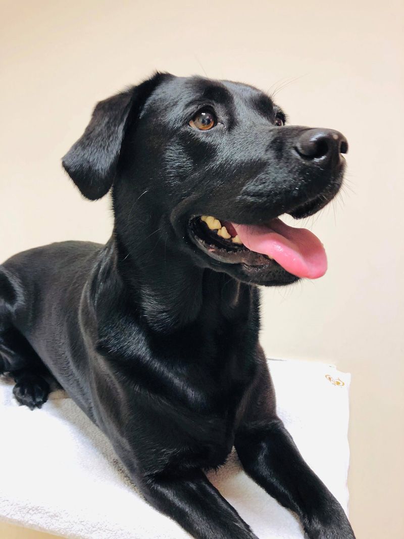 Regular worming treatments are important for your pet