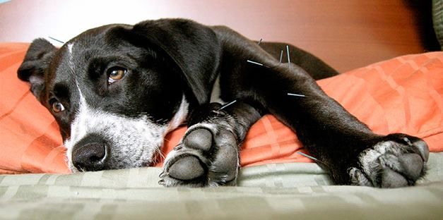 Helping animals with long standing painful conditions.