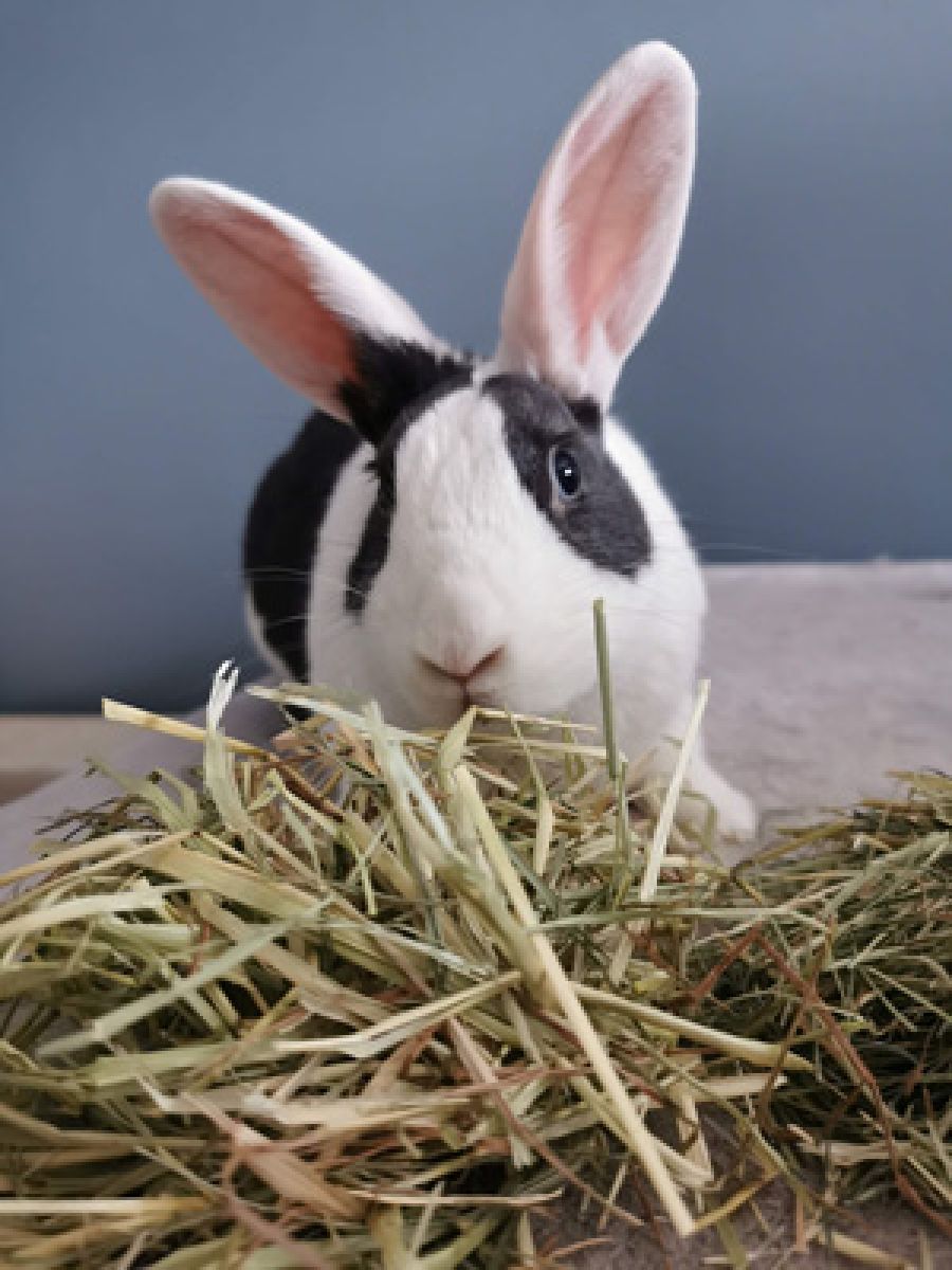 Vaccination: PREVENTION IS BETTER THAN CURE