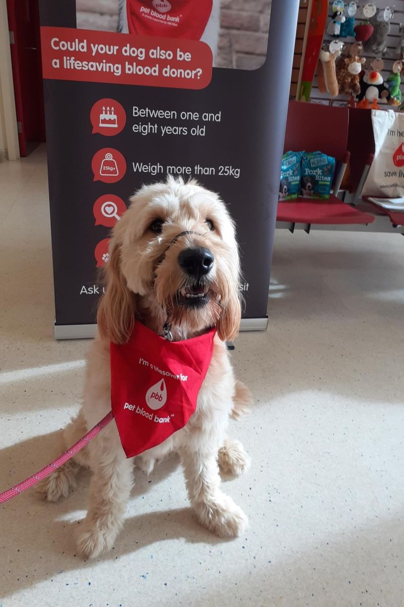 Blood donor dogs save lives!