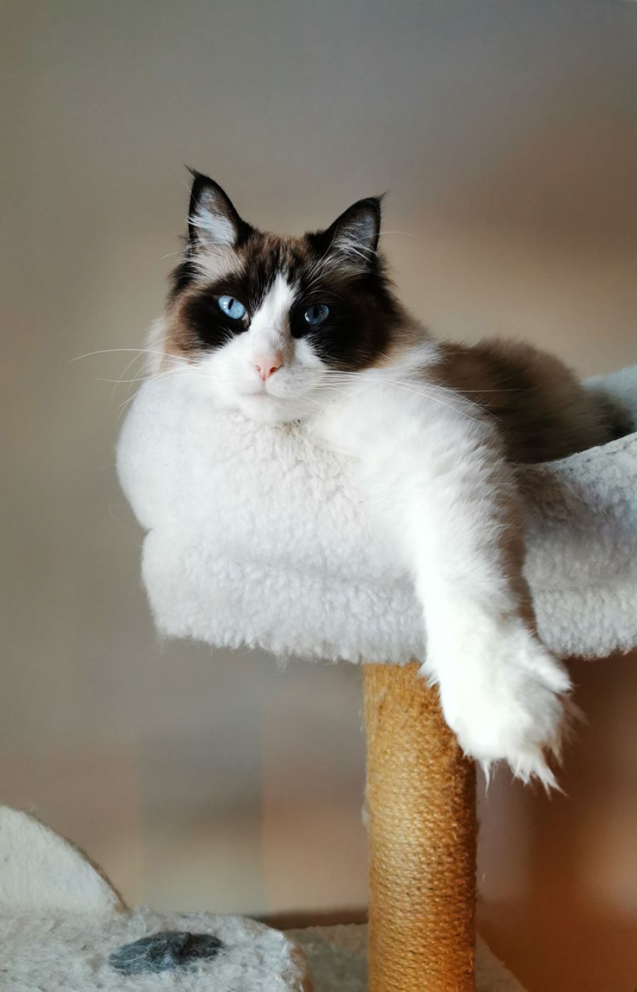 understand the flea's life cycle for better prevention