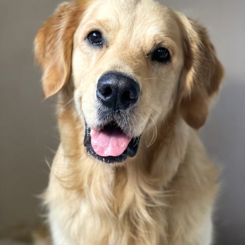 Own a dog in Biggleswade? Join Paws Pet Health Club!