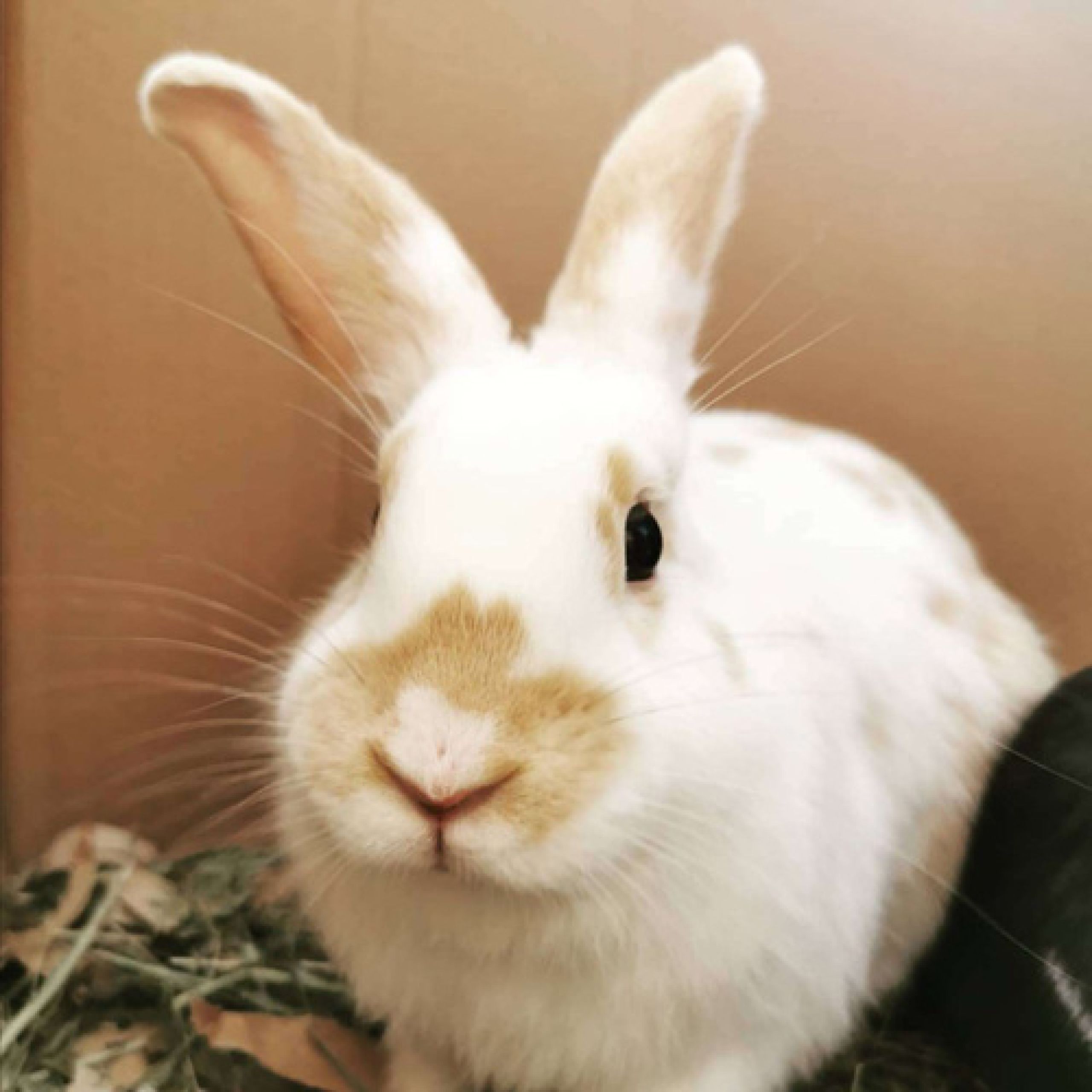 Our nursing staff are here to help