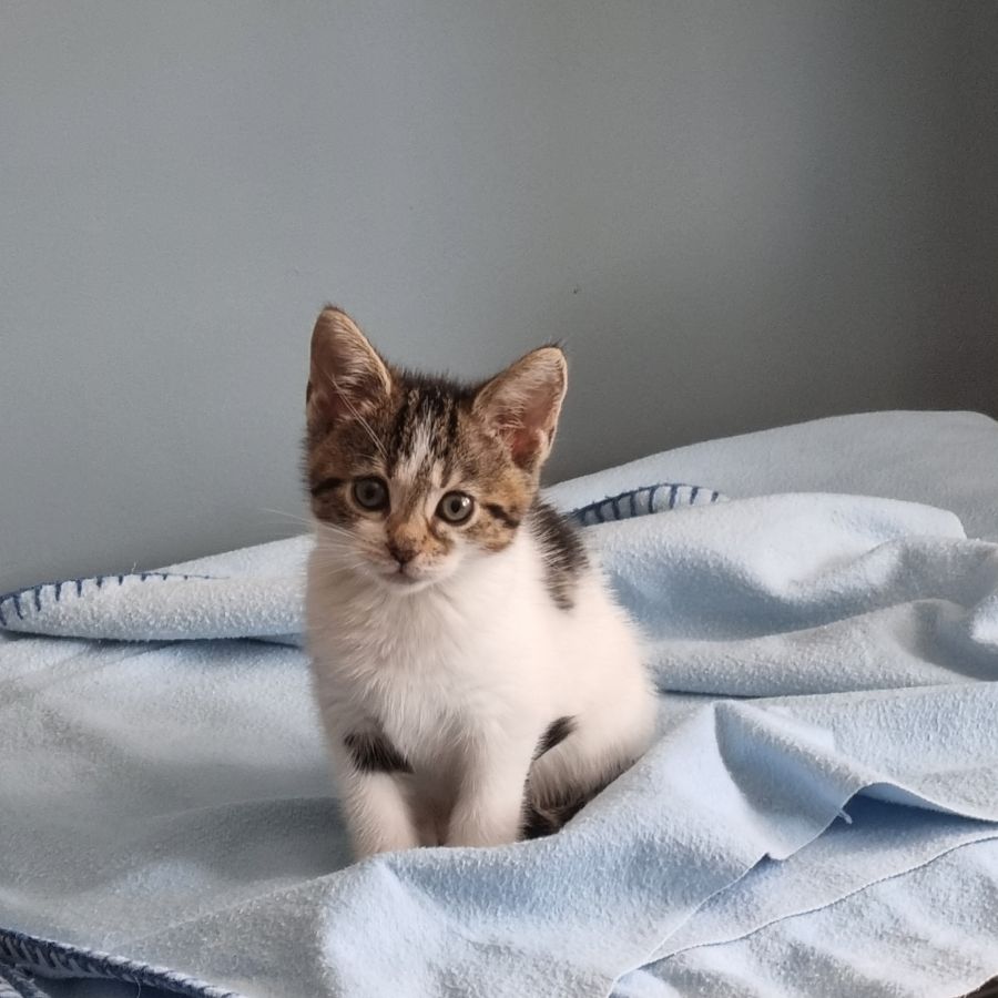 Neutering has lots of life quality benefits for pets