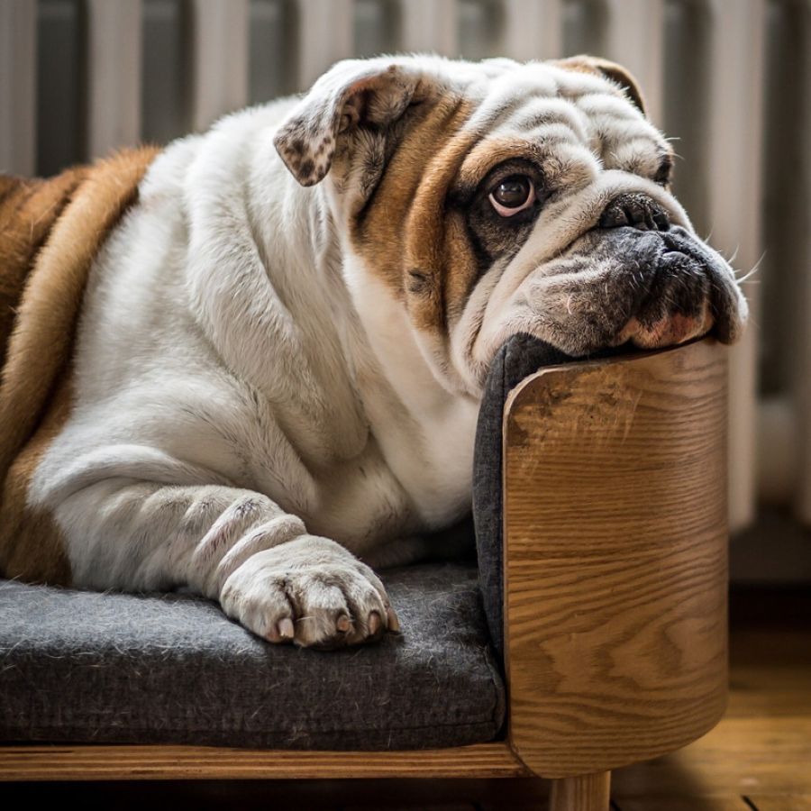 Pet Insurance could make an important difference