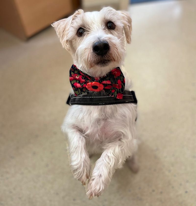 Dog owners often benefit from insurance